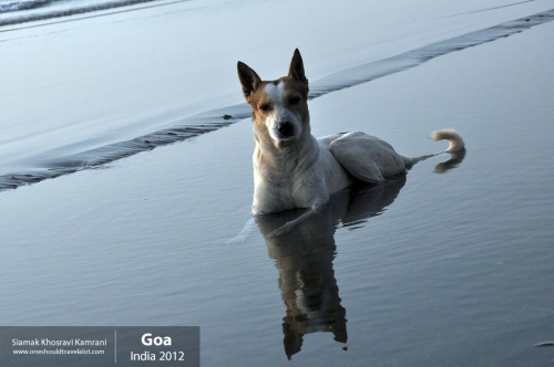 India, Goa, Siamak Travels 030