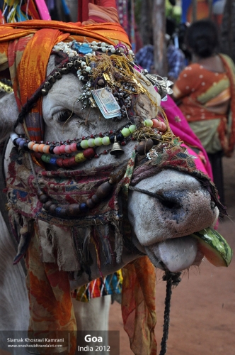 India, Goa, Siamak Travels 060