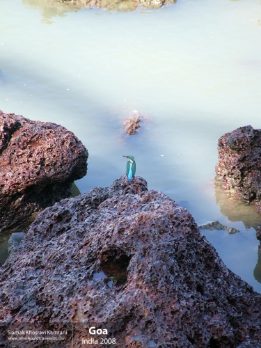 India, Goa, Siamak Travels 077