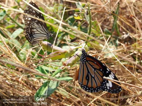 India, Goa, Siamak Travels 085
