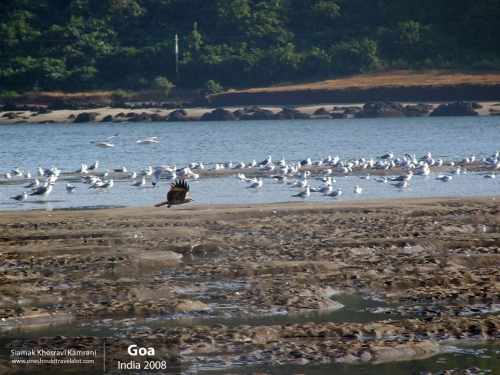 India, Goa, Siamak Travels 089