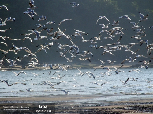 India, Goa, Siamak Travels 090