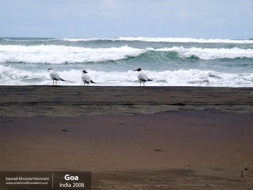 India, Goa, Siamak Travels 097