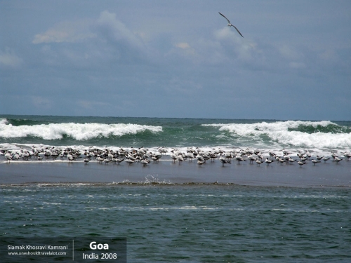 India, Goa, Siamak Travels 098