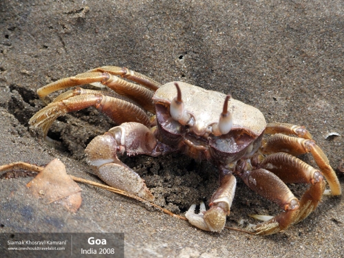 India, Goa, Siamak Travels 099