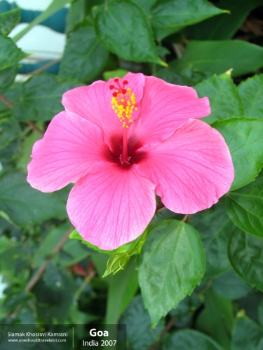 India, Goa, Siamak Travels 118