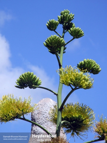 India, Heyderabad, Siamak Travels 22