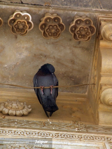 India, Jaipur, Siamak Travels 027