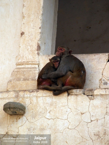 India, Jaipur, Siamak Travels 132