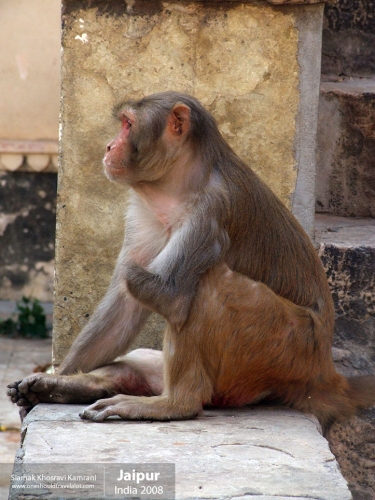 India, Jaipur, Siamak Travels 135