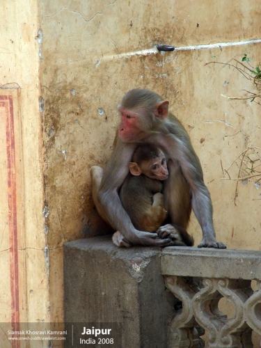 India, Jaipur, Siamak Travels 137