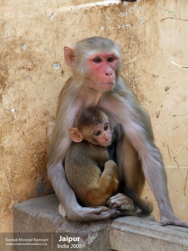 India, Jaipur, Siamak Travels 138