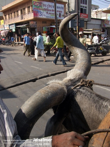 India, Jaisalmer, Siamak Travels 04