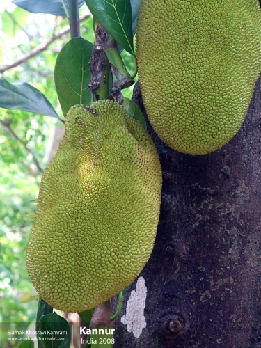 India, Kannur, Siamak Travels 02