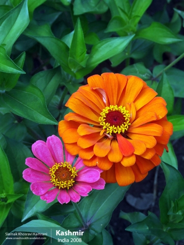 India, Kashmir, Siamak Travels 03