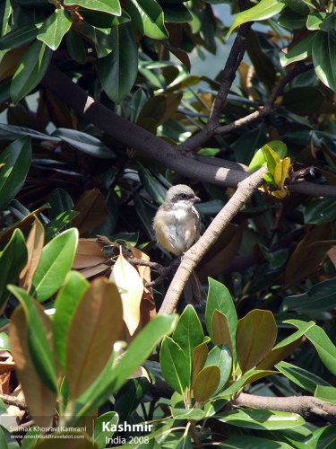 India, Kashmir, Siamak Travels 05