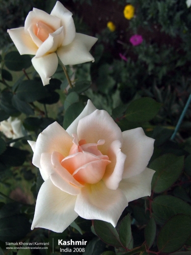 India, Kashmir, Siamak Travels 17