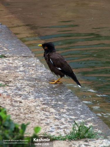 India, Kashmir, Siamak Travels 21