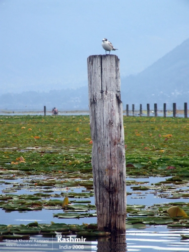 India, Kashmir, Siamak Travels 35