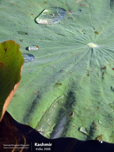 India, Kashmir, Siamak Travels 38