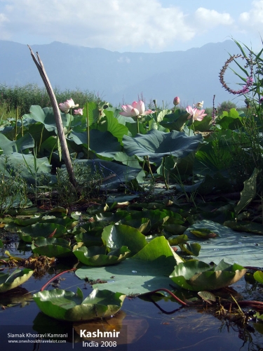 India, Kashmir, Siamak Travels 39