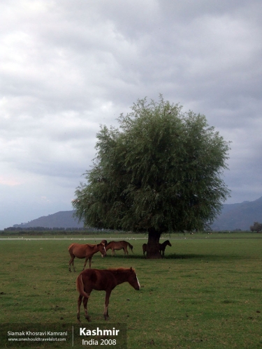 India, Kashmir, Siamak Travels 55