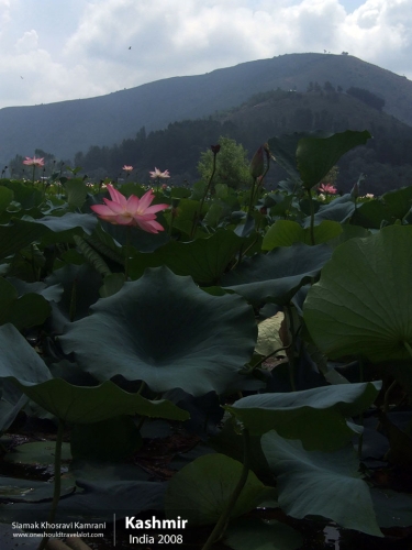 India, Kashmir, Siamak Travels 66