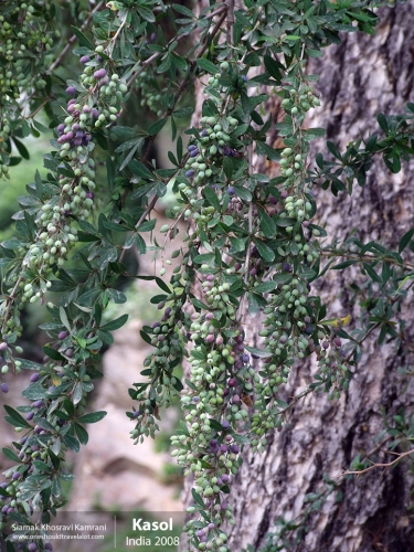 India, Kasol, Siamak Travels 7