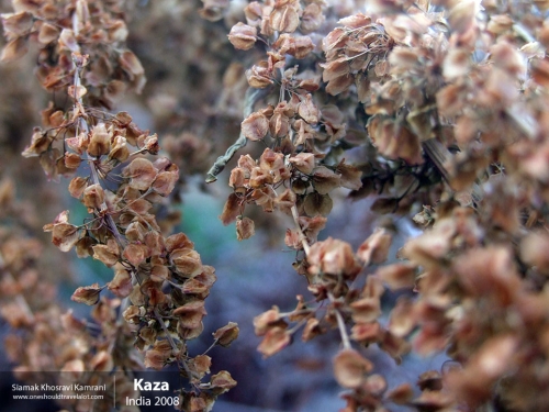 India, Kaza, Siamak Travels 03