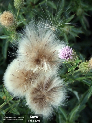 India, Kaza, Siamak Travels 14