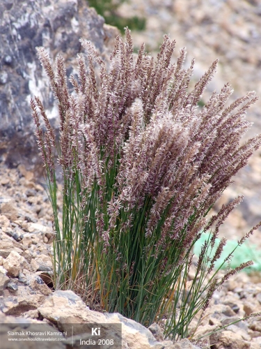 India, Ki, Siamak Travels 05