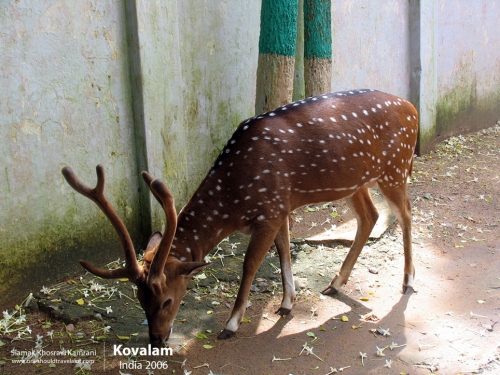 India, Kovalam, Siamak Travels 1