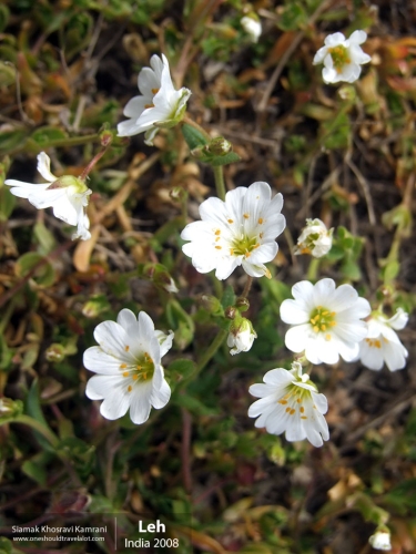 India, Leh, Siamak Travels 02