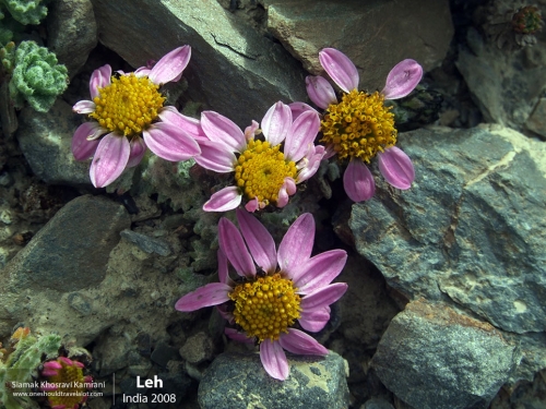 India, Leh, Siamak Travels 03