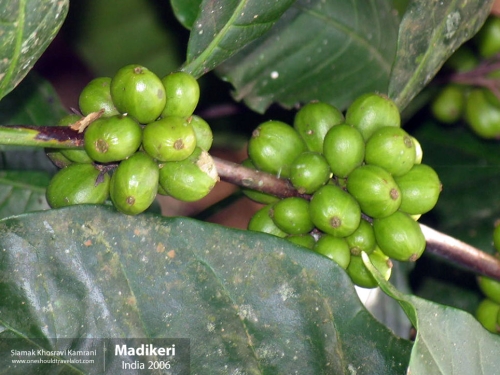 India, Madikeri, Siamak Travels 1