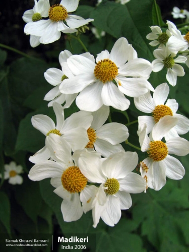 India, Madikeri, Siamak Travels 2