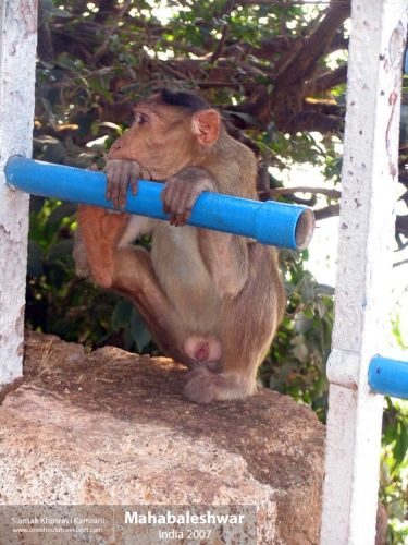 India, Mahabaleshwar, Siamak Travels 07