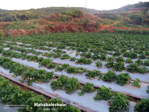 India, Mahabaleshwar, Siamak Travels 10