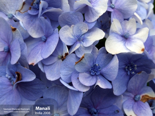 India, Manali, Siamak Travels 19