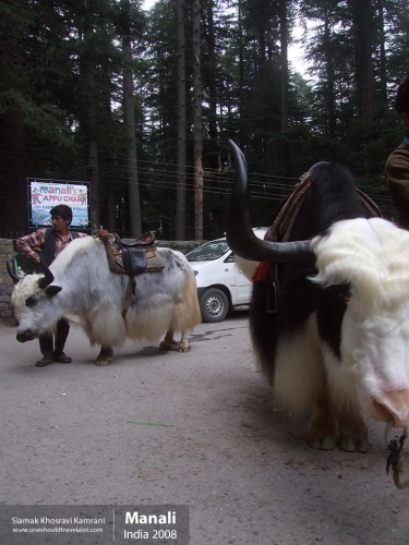 India, Manali, Siamak Travels 38