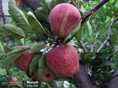 India, Manali, Siamak Travels 39