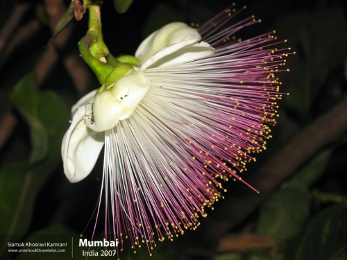 India, Mumbai, Siamak Travels 17