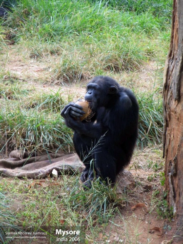 India, Mysore, Siamak Travels 09