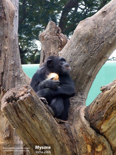 India, Mysore, Siamak Travels 10