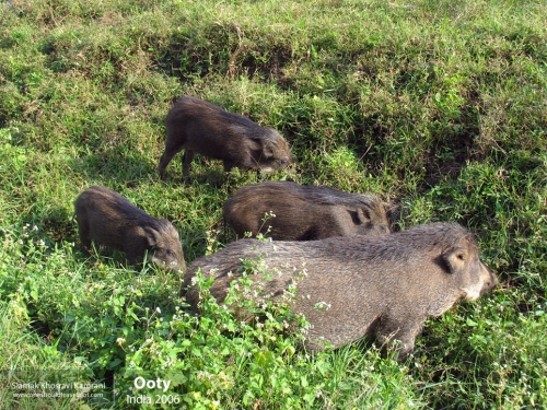 India, Ooty, Siamak Travels 01