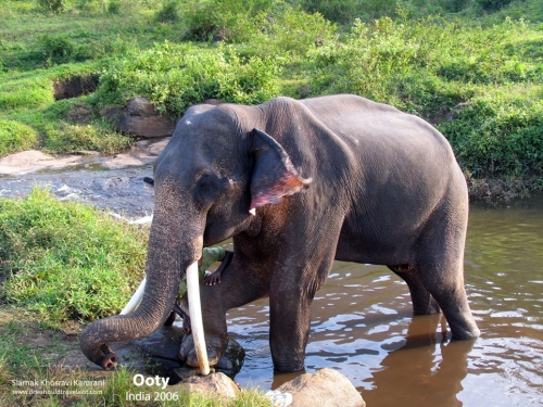 India, Ooty, Siamak Travels 03