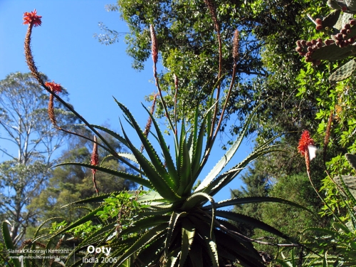 India, Ooty, Siamak Travels 07