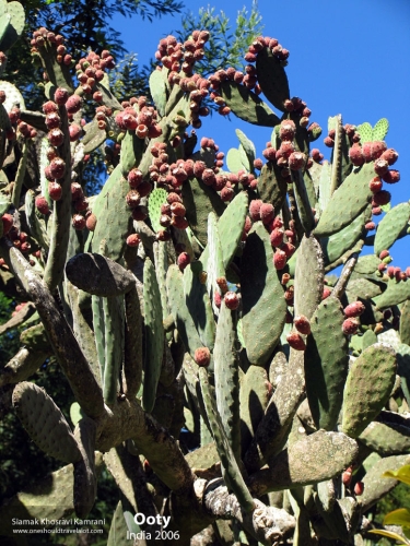 India, Ooty, Siamak Travels 08