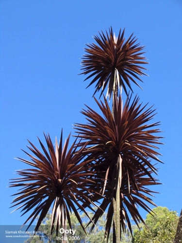 India, Ooty, Siamak Travels 09