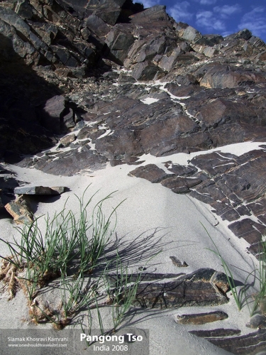 India, Pangong Tso, Siamak Travels 08